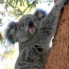 smaller koala