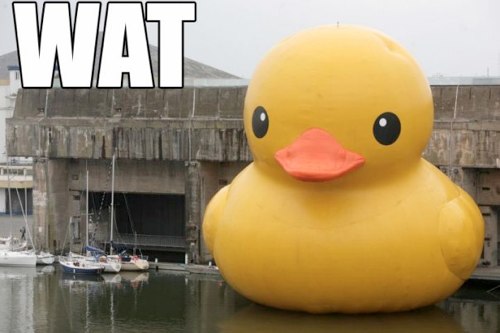 giant rubber duck