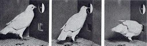 bird in operant conditioning chamber or "Skinner box"