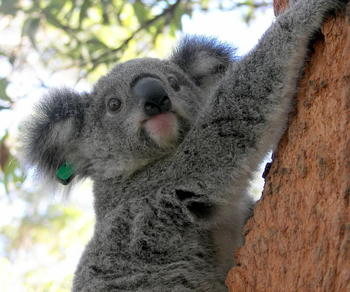 original koala